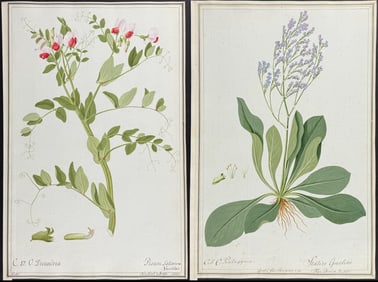 4 Original Watercolors of Botanicals after Ledl for Jacquin, Blackwell (according to Linnaeus