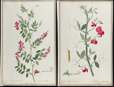 4 Original Watercolors of Botanicals after Ledel, Knapp for Curtis (according to Linnaeus system)
