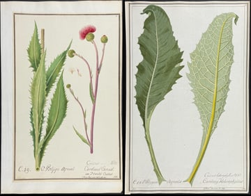 4 Original Watercolors of Thistle after Ledelmaier for Jacquin, Oeder (according to Linnaeus system)