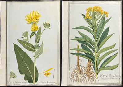 4 Original Watercolors of Botanicals after Franz, Ledelmaier for Jacquin, Blackwell (according to