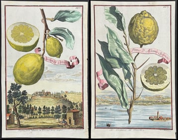 Volckamer - Pair of Citrus Engravings