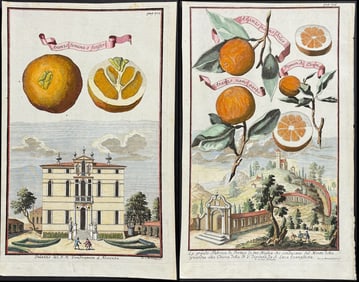 Volckamer - Pair of Orange Engravings