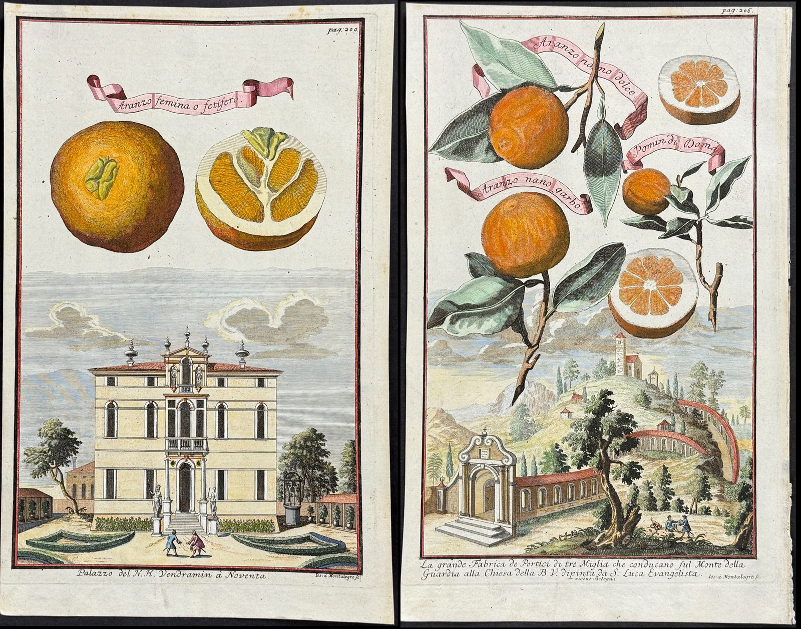 Volckamer - Pair of Orange Engravings (1 of 3)