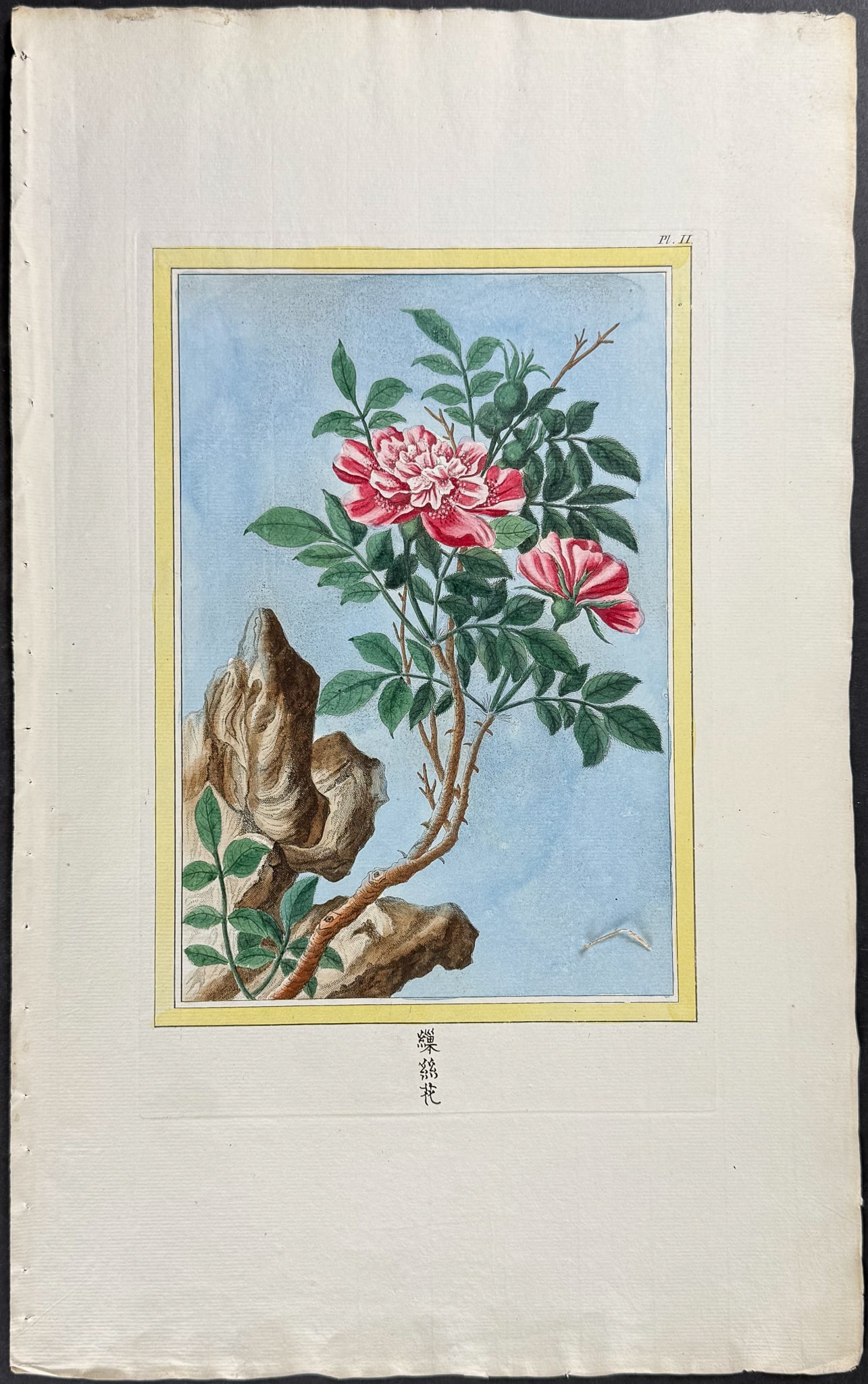 Buchoz - Rose. 2 (1 of 1)