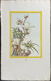 Buchoz - Magnolia. 4