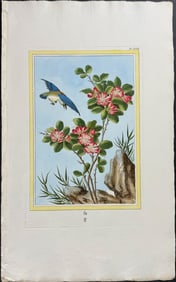 Buchoz - Rose & Bird. 22