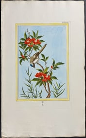 Buchoz - Pomegranate Blossom & Bird. 28