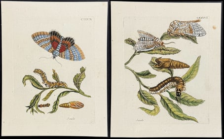 Merian - 4 Botanical & Insect Engravings