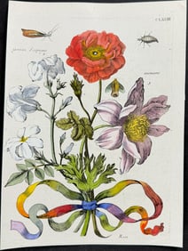 Merian - Anemone, Jasmine, & Insects. 183