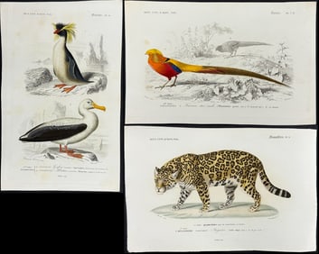 D'Orbigny - 12 Natural History Engravings (Birds, Pheasant, Penguin, Jaguar, Monkey)