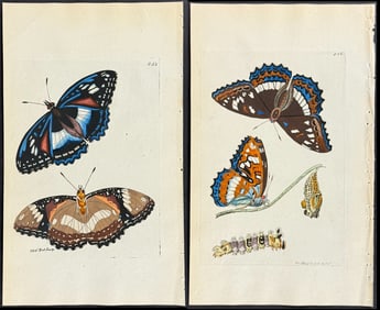 Shaw & Nodder - Pair of Butterfly Engravings