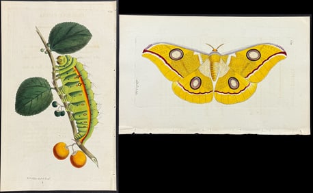 Shaw & Nodder - Pair of Paphia Moth Engravings