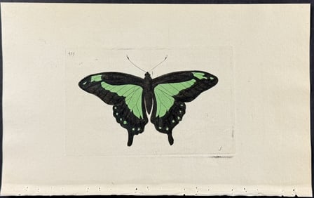 Shaw & Nodder - Phorcas Butterfly. 459