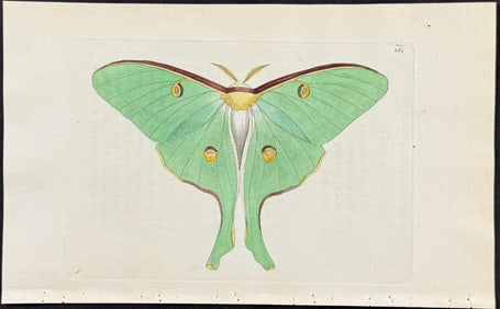 Shaw & Nodder - Luna Moth. 264