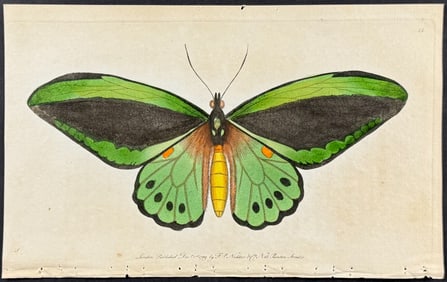 Shaw & Nodder - Imperial Trojan Moth (Priamus) or Birdwing Butterfly. 15