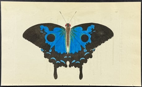 Shaw & Nodder - Diomedes Butterfly. 296