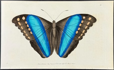 Shaw & Nodder - Great Blue-Banded Butterfly or Achilles. 68