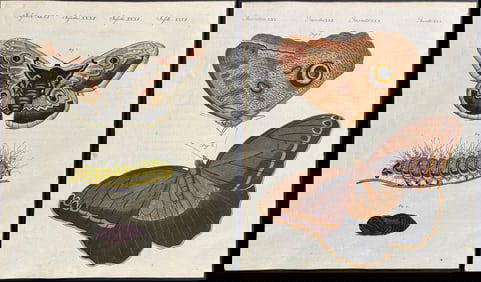 Bertuch - 4 Moth or Butterfly Engravings