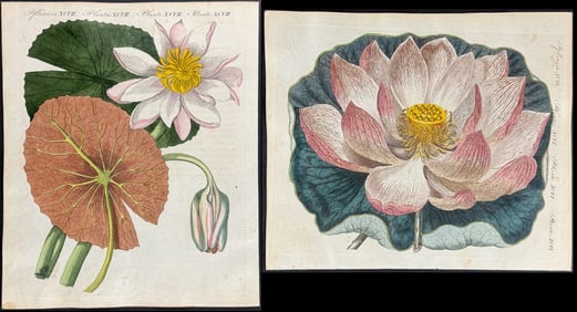 Bertuch - Pair of Water Lily Engravings