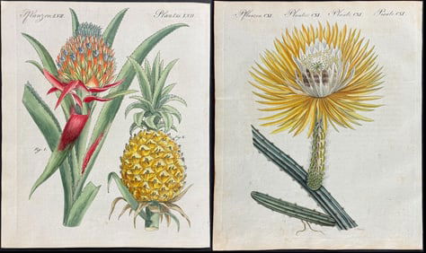 Bertuch - 8 Botanical Engravings (Pineapple, Grapes, Pomegranate, Tulip Tree, Cactus, Venus Fly