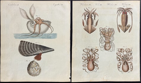Bertuch - 4 Sea Life Engravings (Nautilus, Jellyfish, Squid, Octopus)