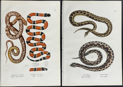 Schinz - 6 Snake Lithographs