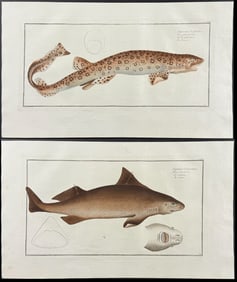 Bloch - Pair of Shark Engravings