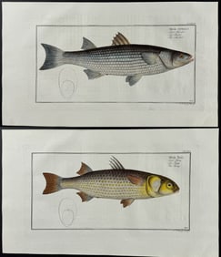 Bloch - 6 Fish Engravings