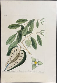 Catesby - Blue-Tailed Lizard with Cherimoya. 2-67