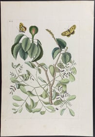 Catesby - Mancaneel Tree with Butterflies. 2-95