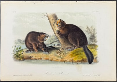 Audubon - American Beaver. 46