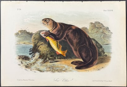 Audubon - Sea Otter. 137