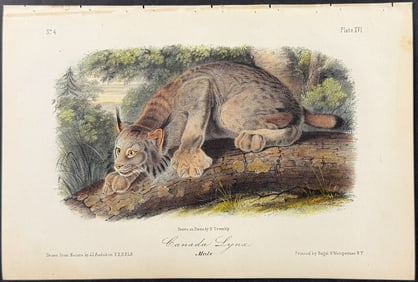 Audubon - Canada Lynx. 16