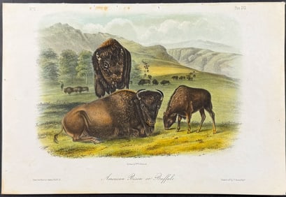 Audubon - American Bison or Buffalo. 56