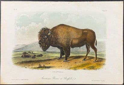 Audubon - American Bison or Buffalo. 57