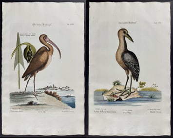 Seligmann after Catesby - Pair of Shore Bird Engravings