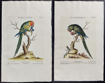 Seligmann after Edwards - Pair of Parrot Engravings