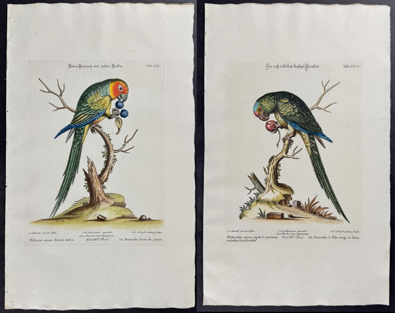 Seligmann after Edwards - Pair of Parrot Engravings: Included in this lot: Parrot & Fruit. 21 Parrot & Cherry. 71 Description of the work: Johann Seligmann created this wonderful folio work featuring the art of both George Edwards and Mark Catesby. Enti