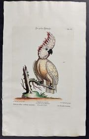 Seligmann after Edwards - Cockatoo. 55