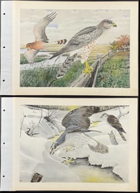 Brasher - Pair of Hawk Collotypes: Goshawk. 334 & Marsh Hawk. 331