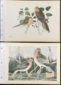 Brasher - Pair of Pigeon or Dove Collotypes: Bandtail Pigeon. 312 & Mourning Dove. 316