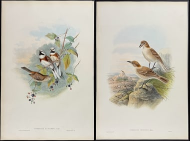 Gould - 8 Bird Lithographs
