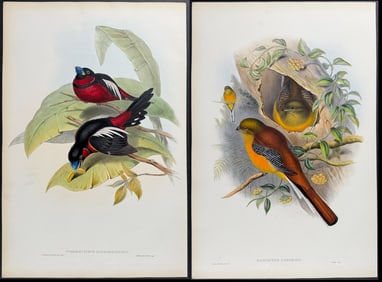 Gould - Pair of Bird Lithographs