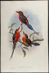 Gould - White-backed Kingfisher (Tanysiptera Danae)