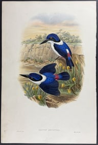 Gould - Port Morsby Racket-tailed Kingfisher (Halcyon Leucopygia)