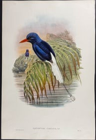 Gould - Crimson-and-brown Kingfisher or Numfor Paradise Kingfisher (Tanysiptera Carolinae)