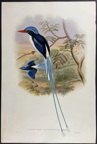 Gould - Solitary Kingfisher (Tanysiptera Microrhyncha)