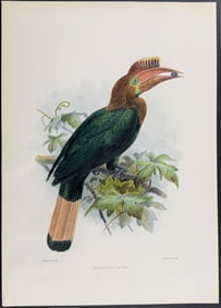 Elliot & Keulemans - Lord Walden's Hornbill