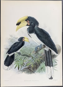 Elliot & Keulemans - Pied Hornbill