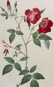 Redoute, Folio - Rose - Rosa Indica